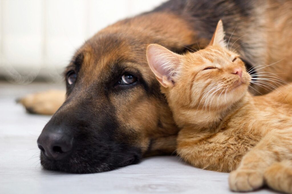 We take care of Pet Stain and Odor Removal Services in Southern California