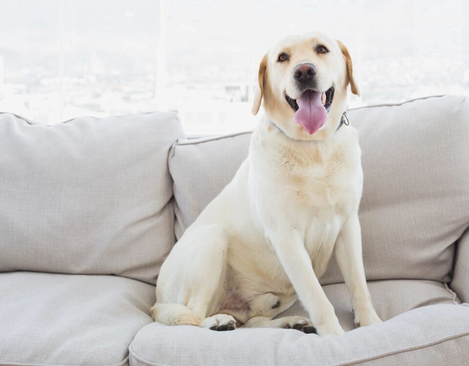 Upholstery Cleaning in Sherman Oaks